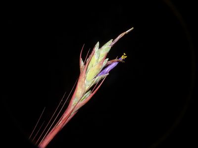 Tillandsia juncea, photographed by Oscar Marín