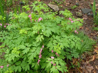 Lamprocapnos spectabilis, photographed by Ira Gershenhorn