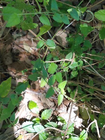 Tragia glanduligera, photographed by johnyochum