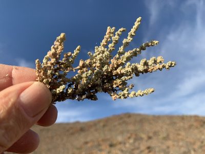 Atriplex julacea, photographed by Jim Riley