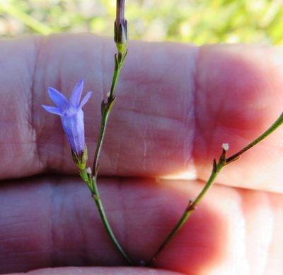 Siphocodon spartioides, photographed by linkie