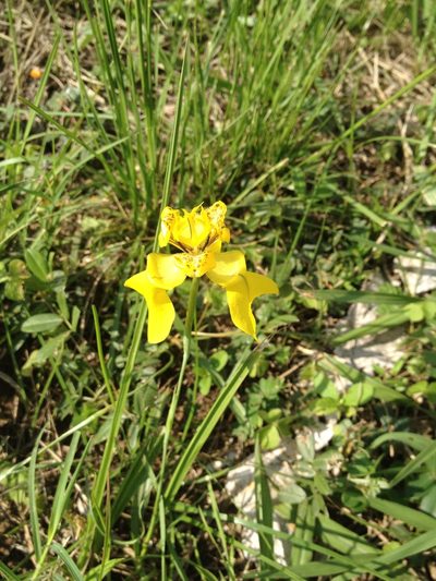 Cypella armosa, photographed by Étienne Lacroix-Carignan