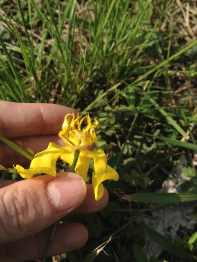 Cypella armosa, photographed by Étienne Lacroix-Carignan