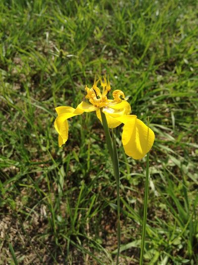 Cypella armosa, photographed by Étienne Lacroix-Carignan