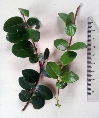 Metrosideros carminea, photographed by Peter de Lange