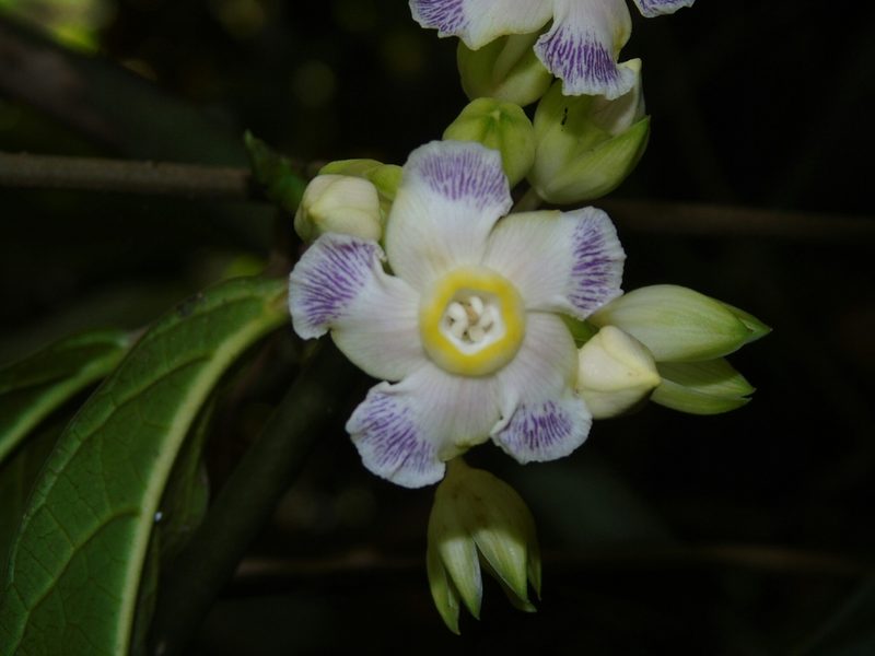Prestonia portobellensis, photographed by Roger A. Morales-Flores
