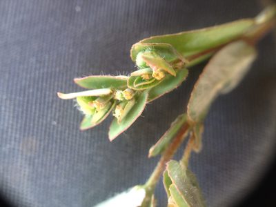 Euphorbia eichleri, photographed by Étienne Lacroix-Carignan
