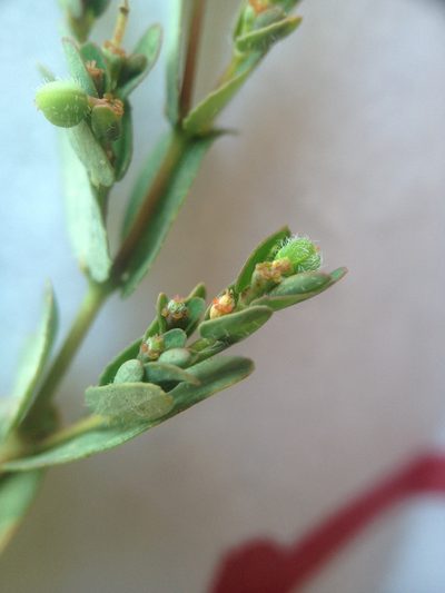 Euphorbia eichleri, photographed by Étienne Lacroix-Carignan