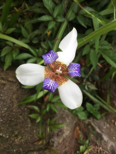 Trimezia northiana, photographed by secooke1