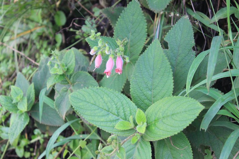 Sinningia sellovii, photographed by Étienne Lacroix-Carignan