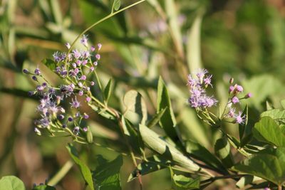 Chromolaena laevigata, photographed by Étienne Lacroix-Carignan