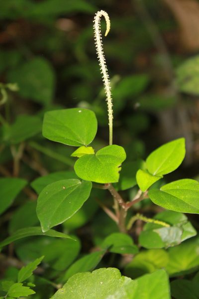 Peperomia barbarana, photographed by Étienne Lacroix-Carignan