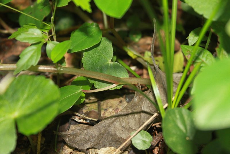 Peperomia barbarana, photographed by Étienne Lacroix-Carignan