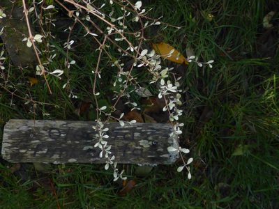 Olearia fimbriata, photographed by Mike Bowie