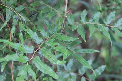 Lygodium volubile, photographed by Étienne Lacroix-Carignan