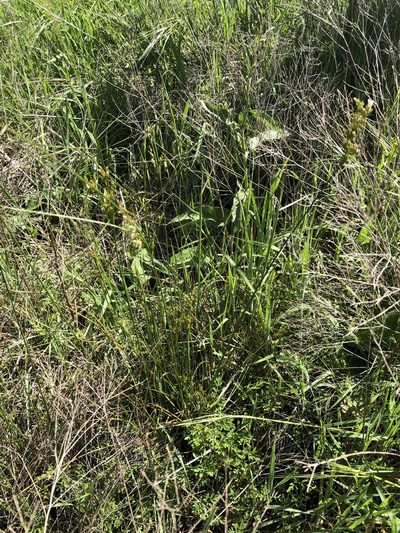 Juncus interior, photographed by Sam Kieschnick
