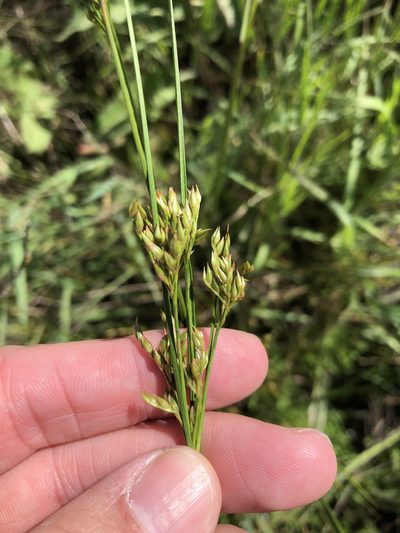 Juncus interior, photographed by Sam Kieschnick
