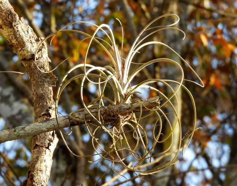 Tillandsia exserta, photographed by Francisco Farriols Sarabia