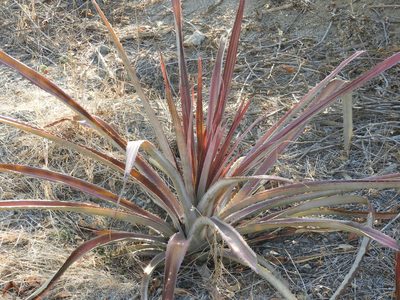Bromelia hemispherica, photographed by Francisco Farriols Sarabia