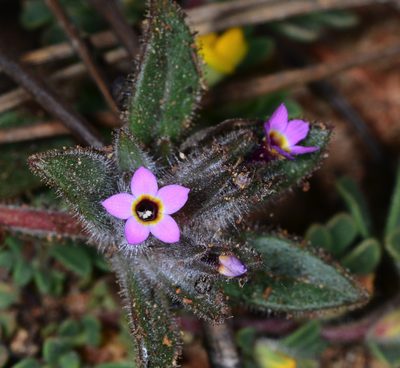 Collomia diversifolia, photographed by Don Loarie