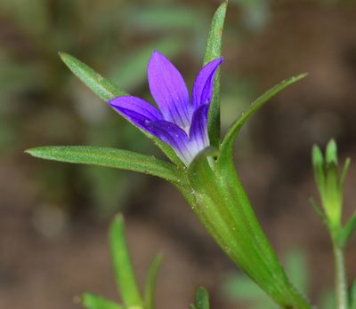 Githopsis specularioides, photographed by Don Loarie