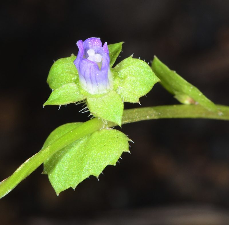Heterocodon rariflorus, photographed by Don Loarie