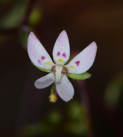 Nemacladus montanus, photographed by Don Loarie