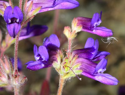 Collinsia greenei, photographed by Don Loarie