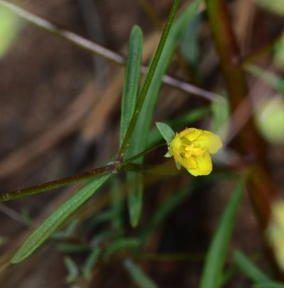 Linum clevelandii, photographed by Don Loarie