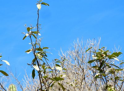 Morisonia americana, photographed by Francisco Farriols Sarabia