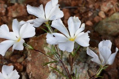 Linanthus dichotomus, photographed by Don Loarie