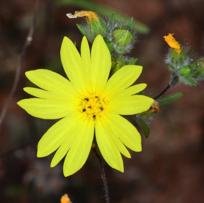 Lagophylla minor, photographed by Don Loarie