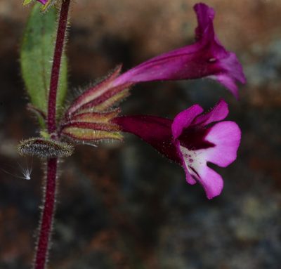 Diplacus layneae, photographed by Don Loarie