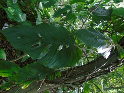 Monstera adansonii, photographed by Roger A. Morales-Flores
