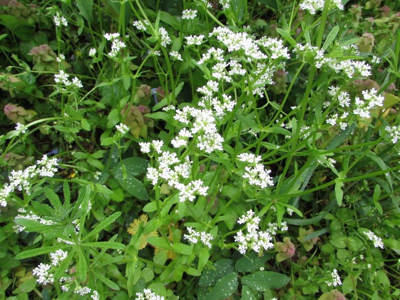 Valeriana umbilicata, photographed by Chris Hoess