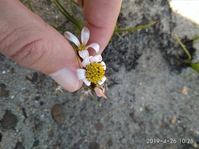 Mairia coriacea, photographed by Seth Musker