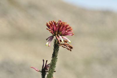 Erica fascicularis, photographed by Seth Musker