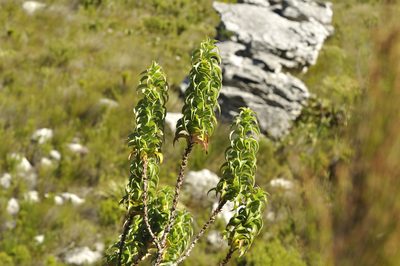 Cliffortia recurvata, photographed by Seth Musker