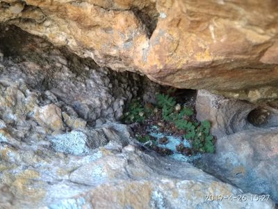 Asplenium capense, photographed by Seth Musker