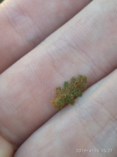 Asplenium capense, photographed by Seth Musker