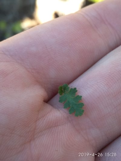 Asplenium capense, photographed by Seth Musker