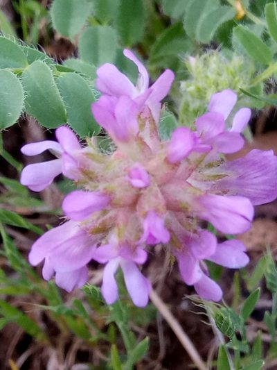 Astragalus echinatus, photographed by Karim Haddad