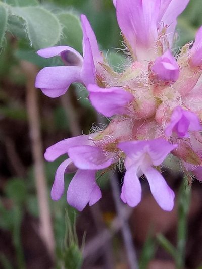 Astragalus echinatus, photographed by Karim Haddad