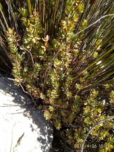 Cliffortia carinata, photographed by Seth Musker