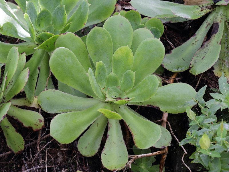 Aeonium cuneatum, photographed by Dr. Guido Bohne