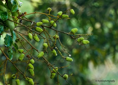 Litchi chinensis, photographed by Rejoice Gassah