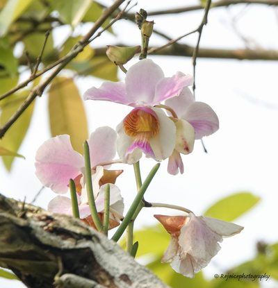 Papilionanthe teres, photographed by Rejoice Gassah