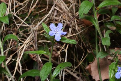 Aegonychon zollingeri, photographed by harum.koh