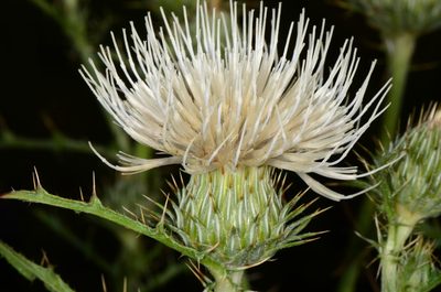 Cirsium cymosum, photographed by Don Loarie