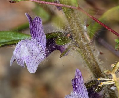 Sairocarpus cornutus, photographed by Don Loarie